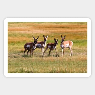 Pronghorn Antelope Sticker